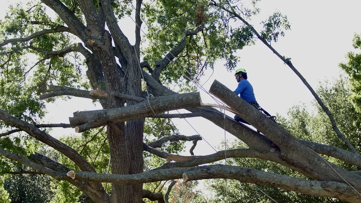 Professional Crown Thinning performed by certified arborists in West Islip